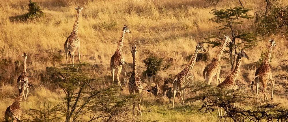 Mahali Mzuri Hotell Maasai Mara Exteriör bild