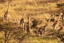 Mahali Mzuri Hotell Maasai Mara Exteriör bild